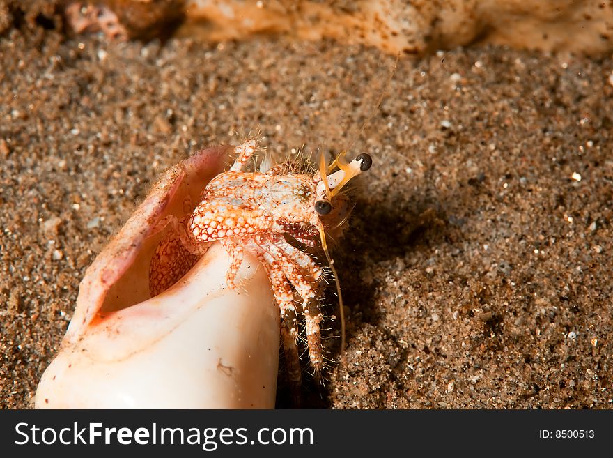 Reef hermit crab (dardanus logopodes)taken in the red sea.