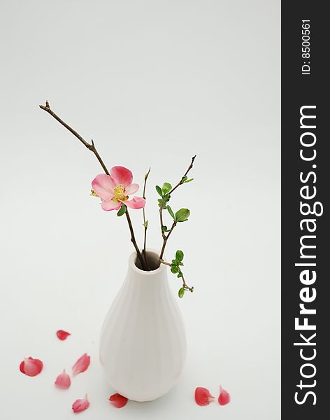 White Vase With Budding Branch Over White