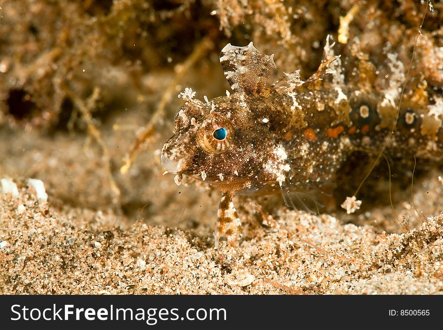 Highfin sabretooth blenny (petroscirtes mitratus)taken in the red sea.