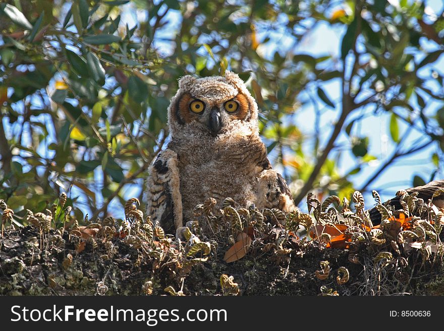 A young great horned owl. A young great horned owl