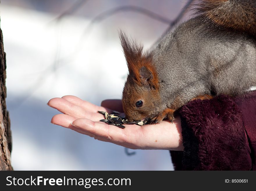 Photo of squirrel sitting on the human hand. Photo of squirrel sitting on the human hand