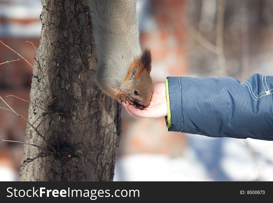 Photo of squirrel eating from child hand. Photo of squirrel eating from child hand