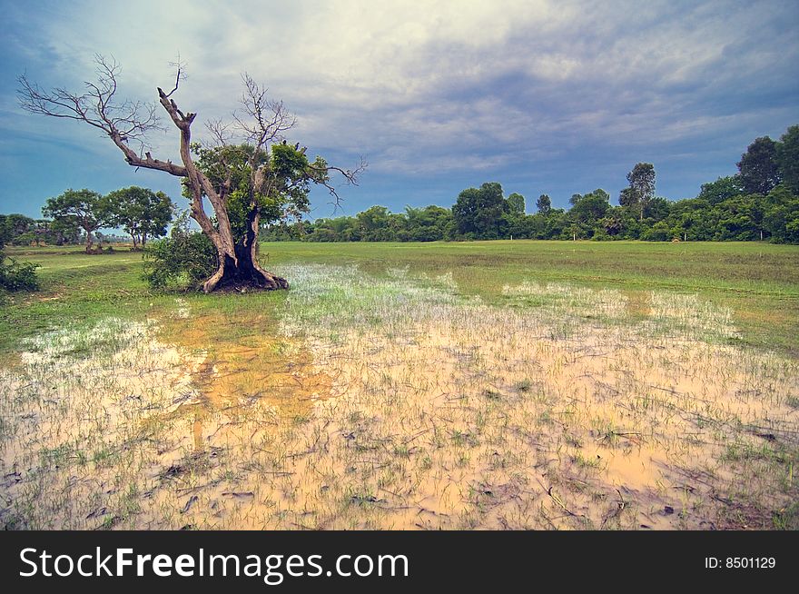 Rice Field And Blue Sky Inside Of Angkor Wat