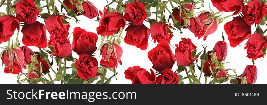 Bouquet from roses of red color on a white background.