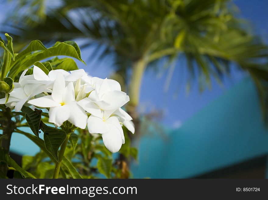 White flowers in foreground with a palm tree and blue sky in background. White flowers in foreground with a palm tree and blue sky in background