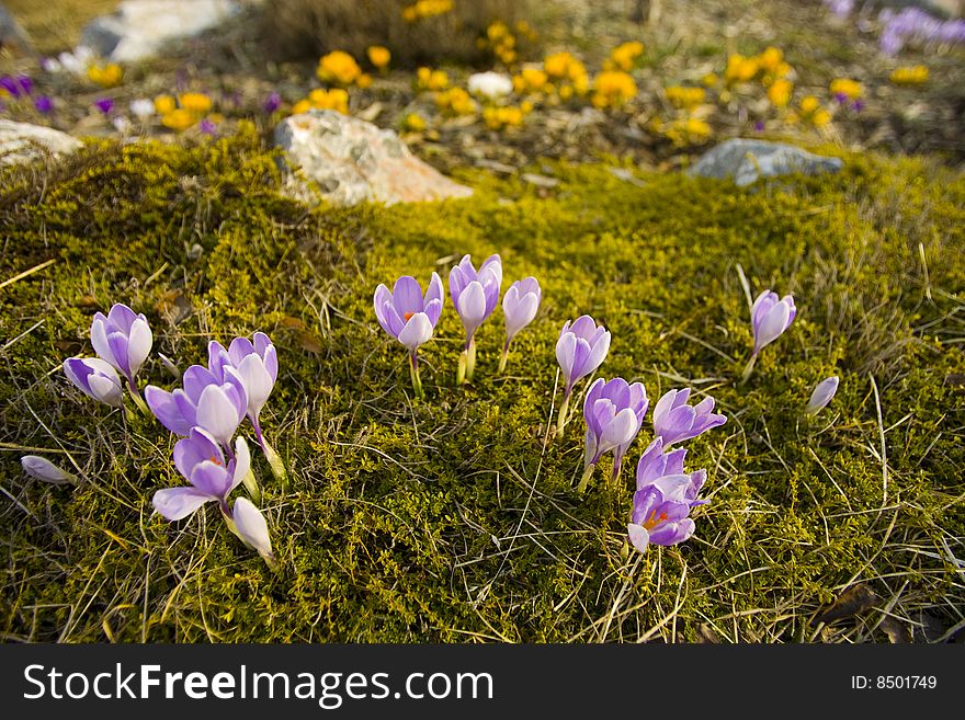 Several Purple Crocus with Yellow flowers in the background