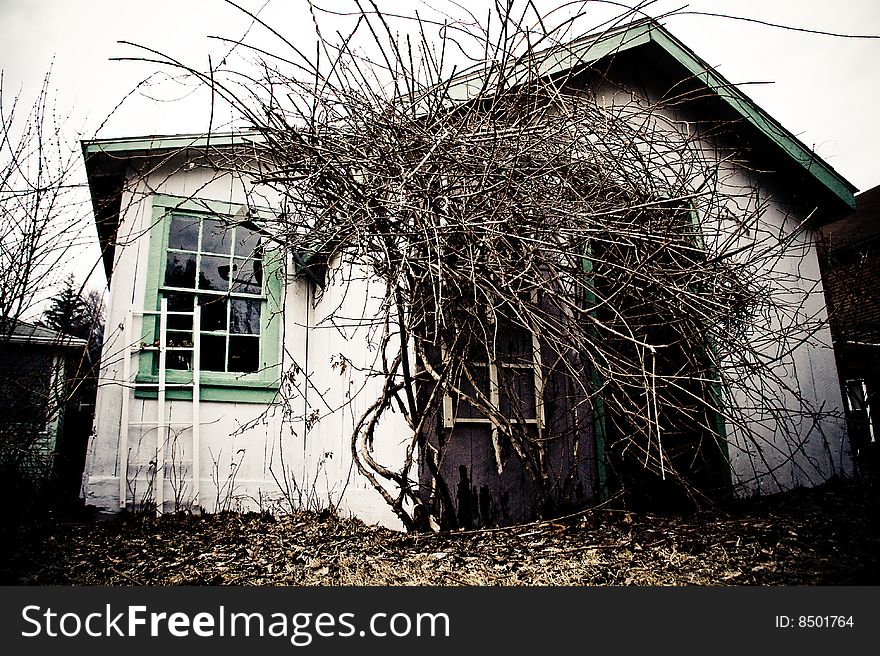 A shed being over taken by vines. A shed being over taken by vines