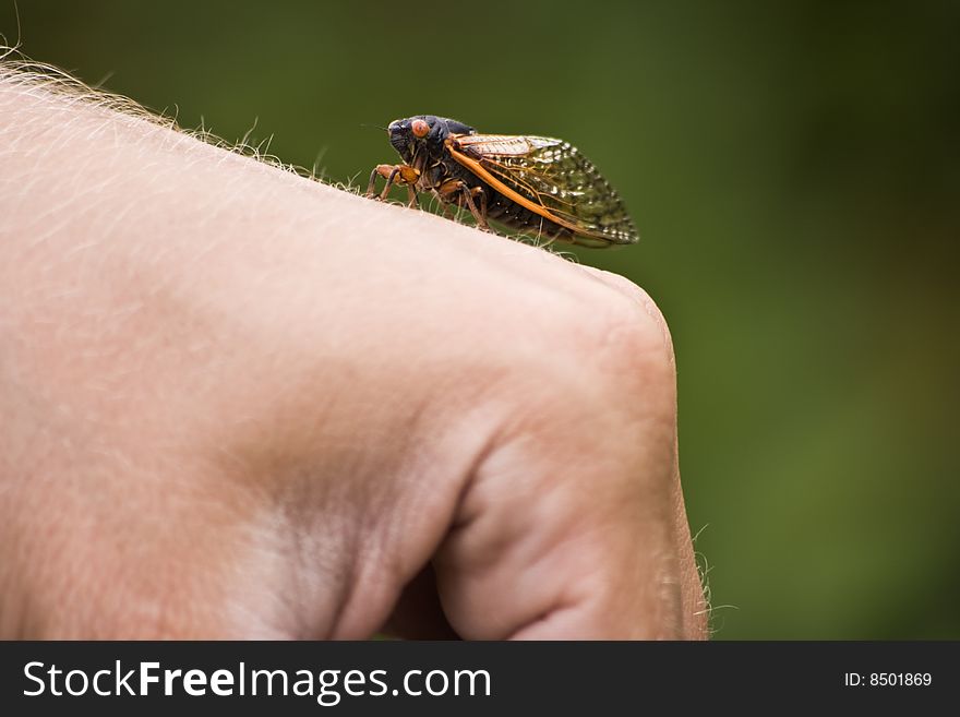 Cicada walking on hand - Chicago 2007.