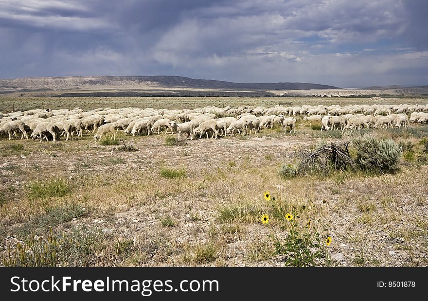 Sheep met somewhere in Wyoming