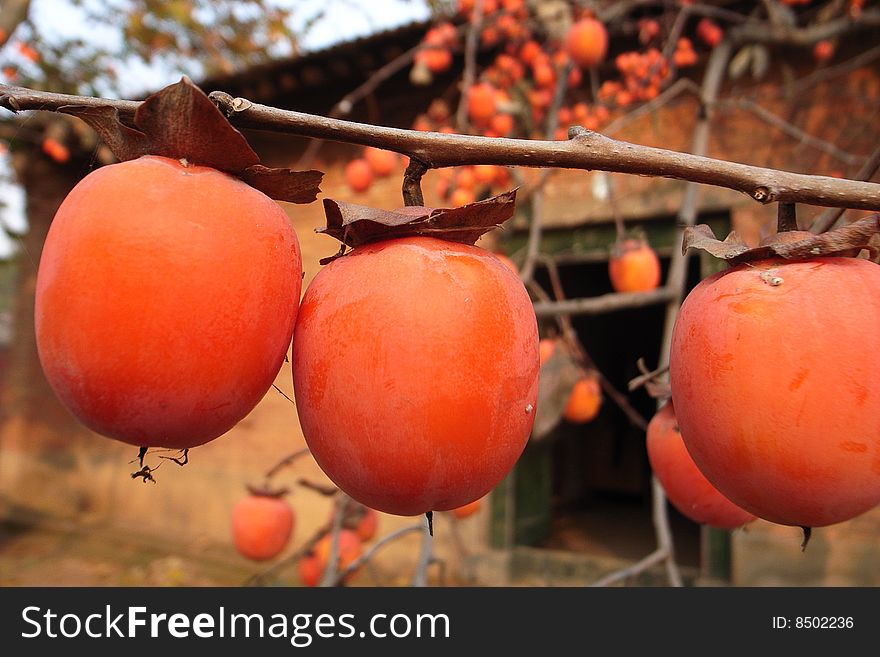 A pile of persimmons in autumn