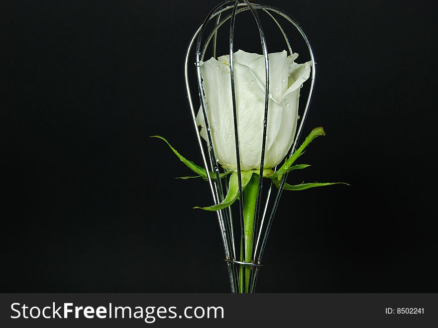 Wet white rose in wire whisk. Wet white rose in wire whisk.