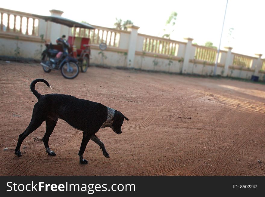 A dog with a tuk tuk in the background