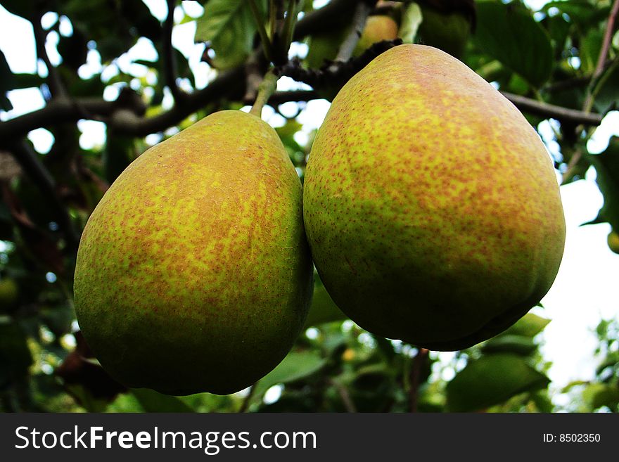 Sweet Pears in the tree in autumn