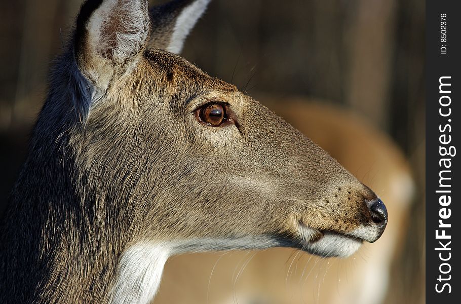 Tight profile of doe taken in early morning light. Shows eye and wiskers. Tight profile of doe taken in early morning light. Shows eye and wiskers.