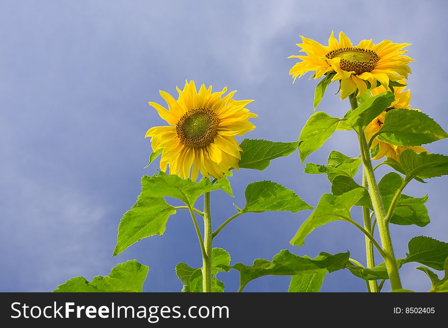 View of nice fresh sunflower on blue sky back. View of nice fresh sunflower on blue sky back
