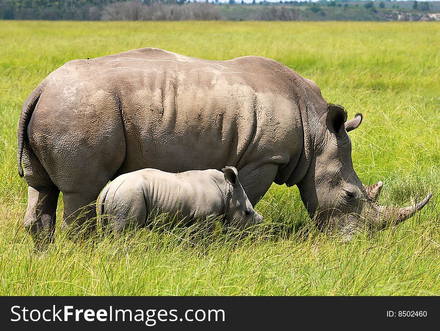 White Rhinoceros With 5 Weeks Calf