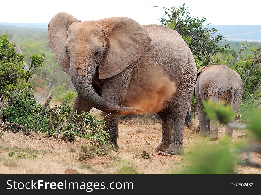 Elephant Blowing Red Dust