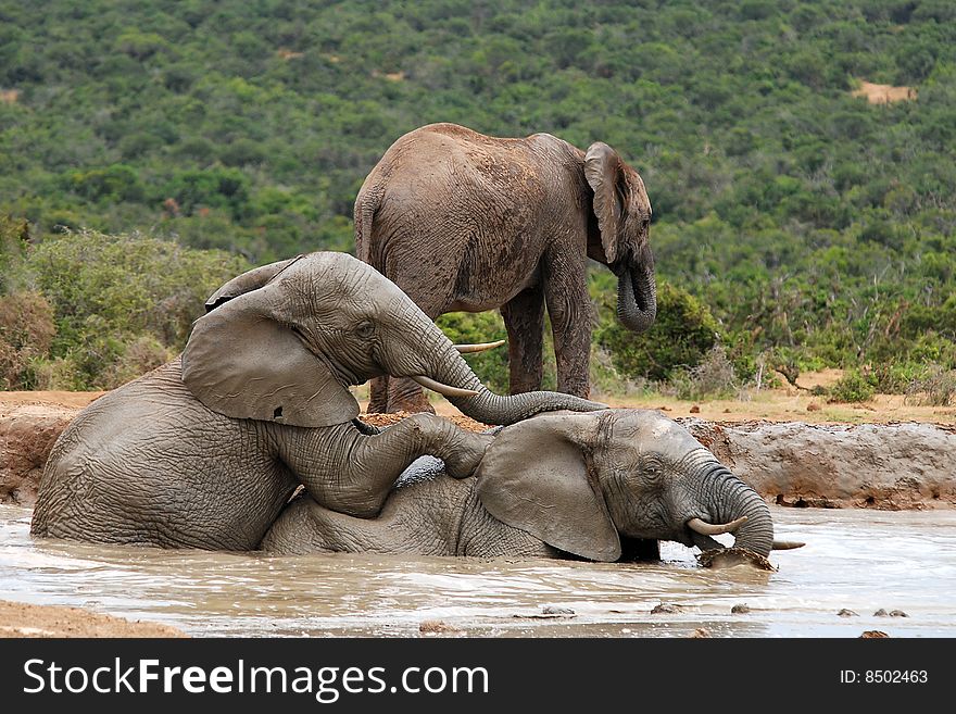 Young Elephants Romping Hapilly At Watering Place