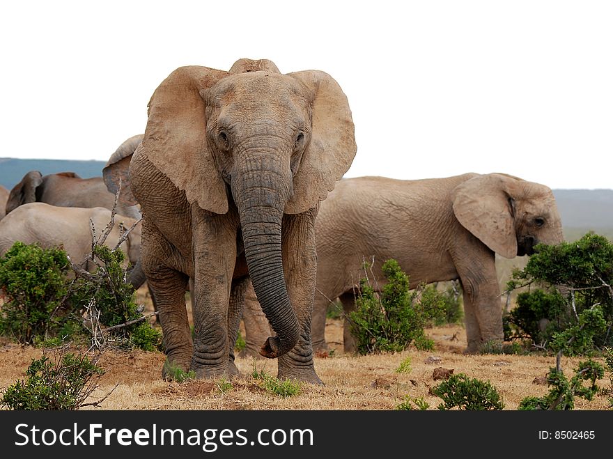 Elephants are essentially gregarious creaturesby nature and may be found in groups of 10-20 or up to 50 and more. Elephants are essentially gregarious creaturesby nature and may be found in groups of 10-20 or up to 50 and more.