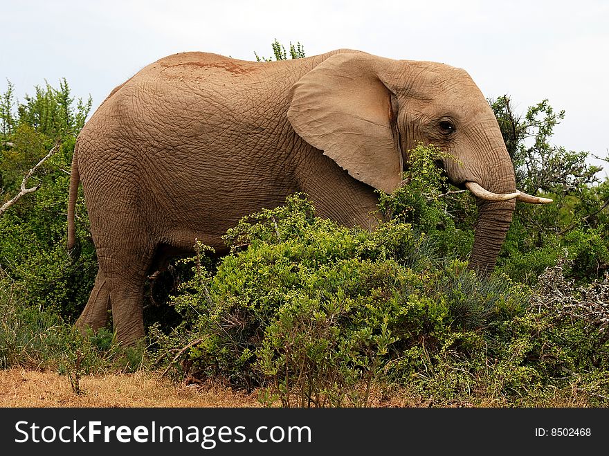 Elephant Going Through Bush