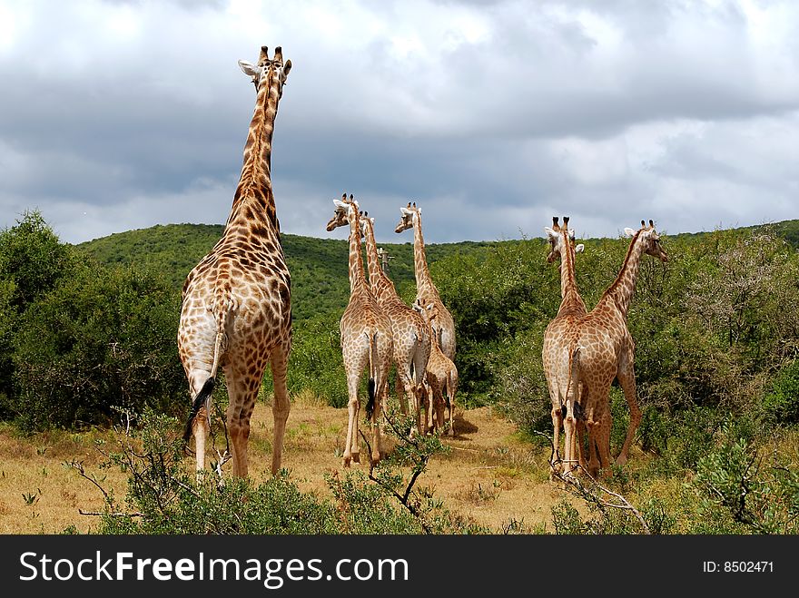 Photo taken in addo elephant national park, south africa. Photo taken in addo elephant national park, south africa.