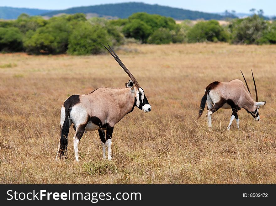 Gemsbok Oryx Gazella