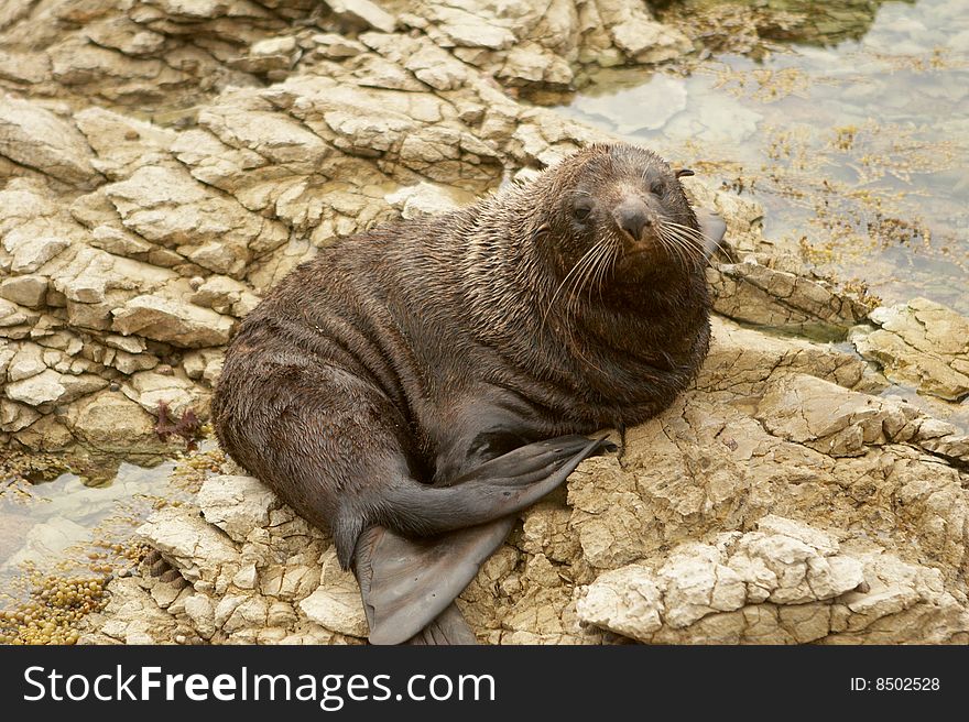 Adult Seal on sitting on rocks