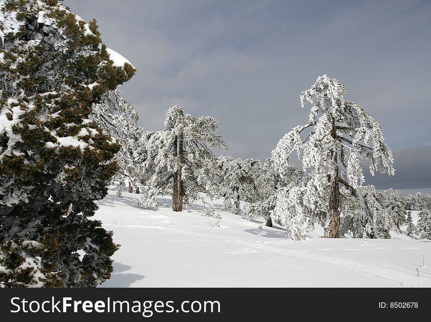A snow landscape at troodos mountain in Cyprus