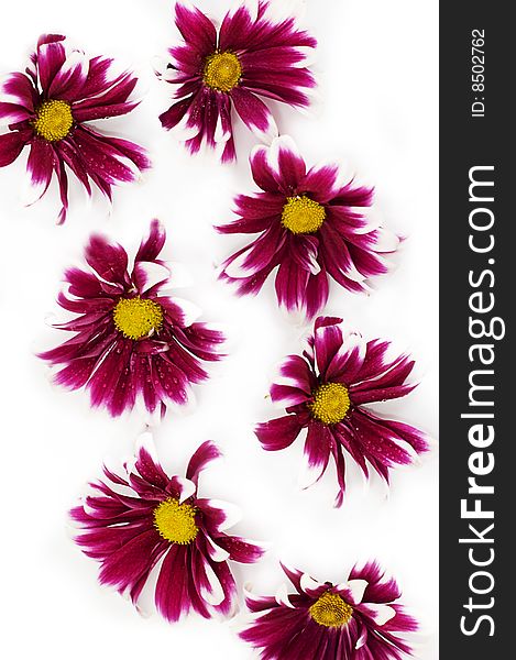 Pink daisies on white as flower texture