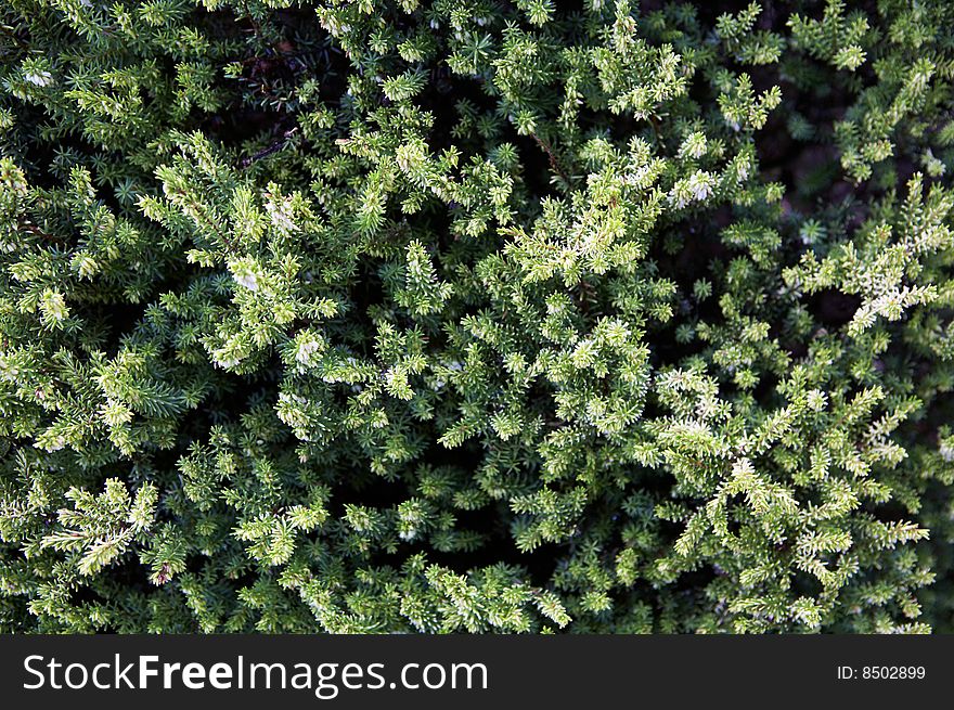 Detail of prickly green foliage. Detail of prickly green foliage