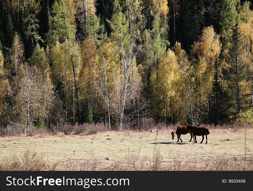 Horses in the autumn sunny forest. Horses in the autumn sunny forest