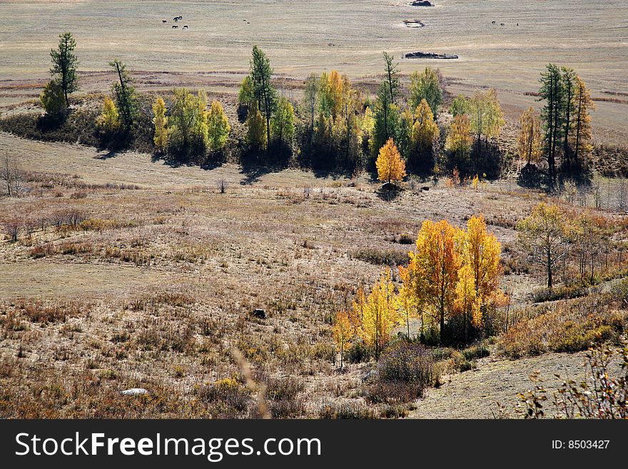 Autumn scenery, in china's inner mongolia saihanba