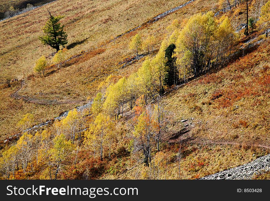Autumn - trees on the hill.