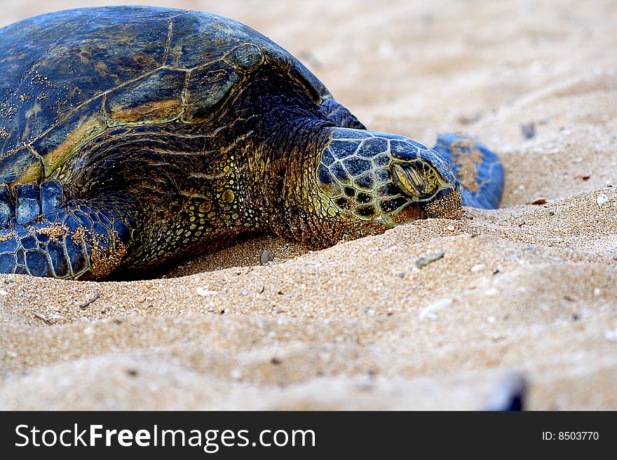 This green sea turtle is resting on the beach of North Shore on the island of Oahu in Hawaii, USA. This green sea turtle is resting on the beach of North Shore on the island of Oahu in Hawaii, USA.