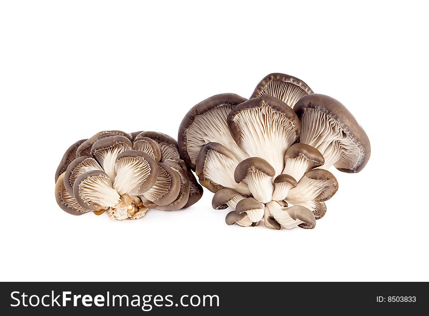 A grouping of fresh oyster mushrooms