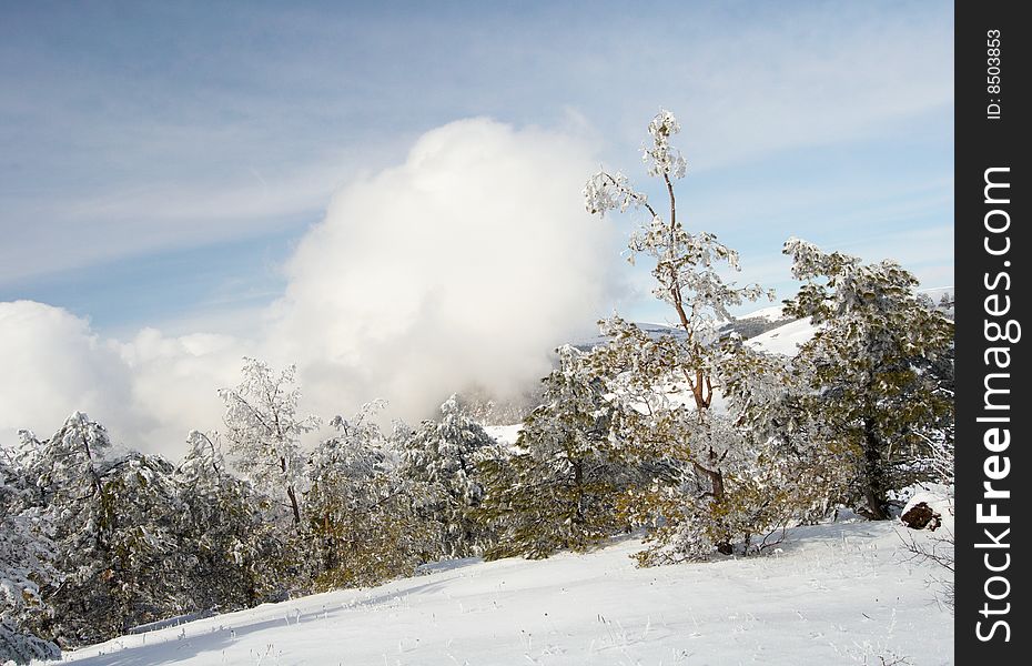 Winter in the park. With cloudy sky