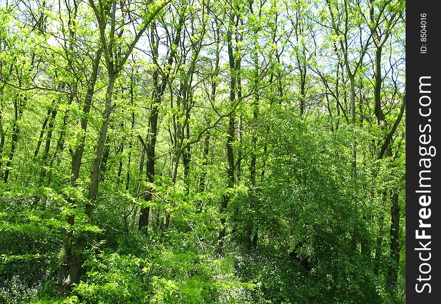 A photo of the forests near Provadia, Bulgaria. The shot was taken in late Spring when trees have already come into leaf. A photo of the forests near Provadia, Bulgaria. The shot was taken in late Spring when trees have already come into leaf.