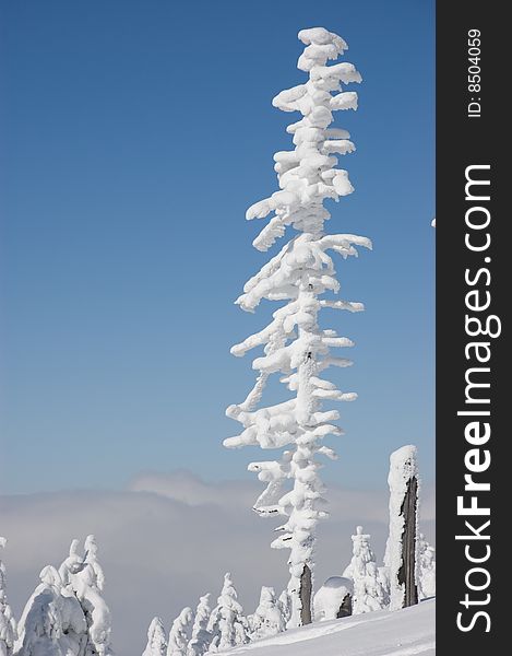 Winter - Snow-covered Trees