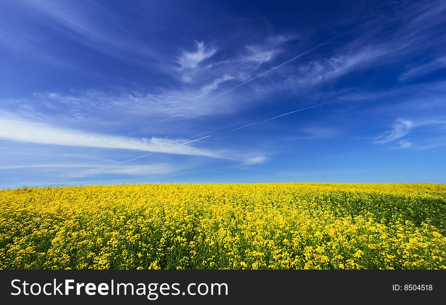 Background of sky and grass yellow field. Background of sky and grass yellow field