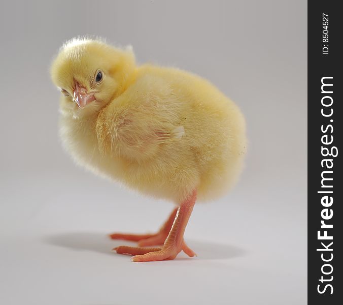 Chicken who is represented on a grey background