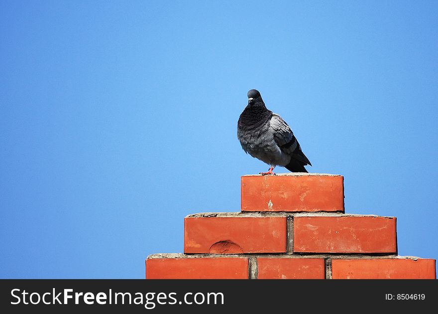 A gray pigeon resting on the red brick wall. A gray pigeon resting on the red brick wall