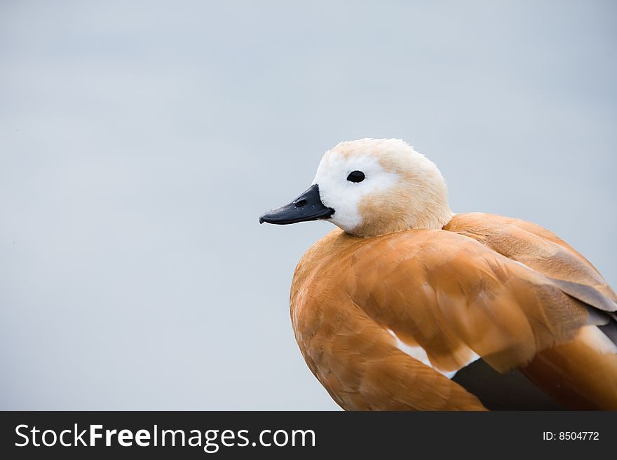 Parti-coloured duck on rest near the water