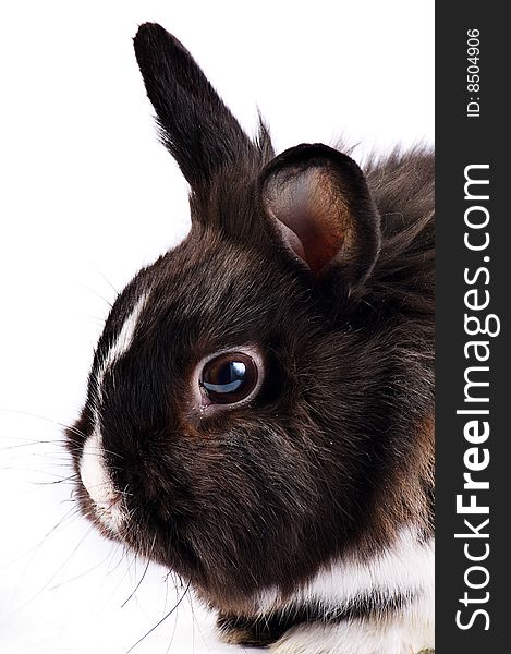 Black and white little easter hare on white background