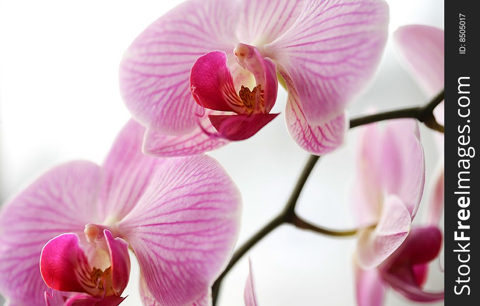 Closeup of a purple orchid