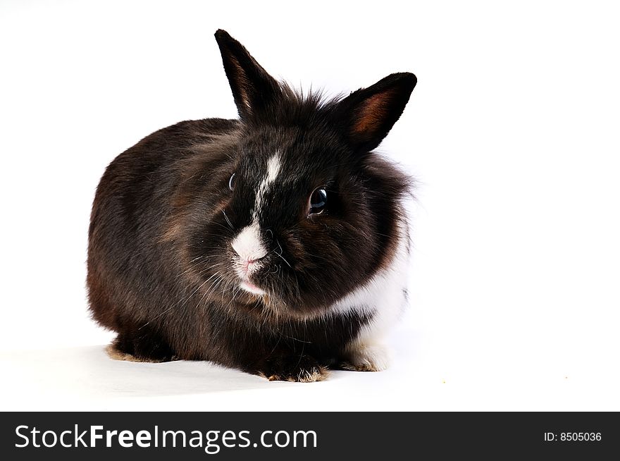 Black and white little easter hare on white background