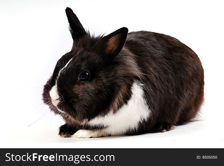 Black and white little easter hare on white background