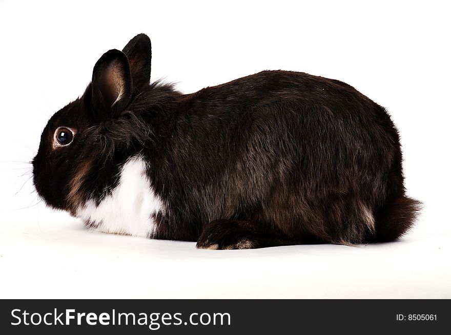 Black and white little easter hare on white background