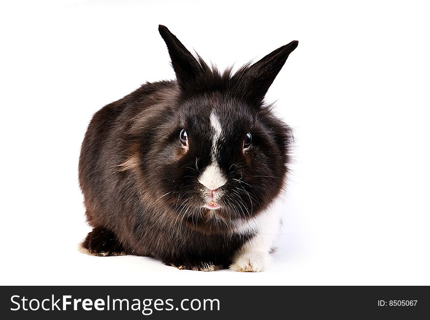 Black and white little easter hare on white background