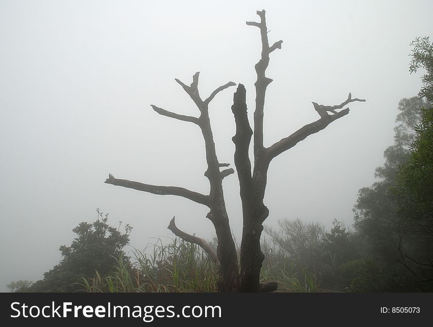 Sapless Tree truck in thick fog