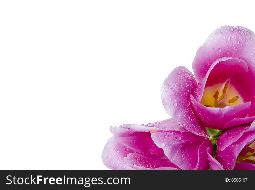 Three gentle fresh damp violet buds of tulips in a corner. Three gentle fresh damp violet buds of tulips in a corner